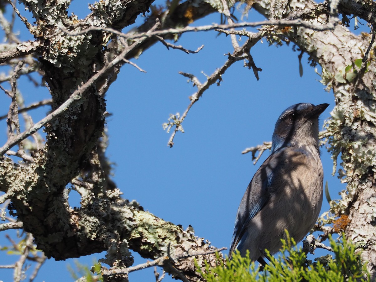 Woodhouse's Scrub-Jay - Doray Lendacky