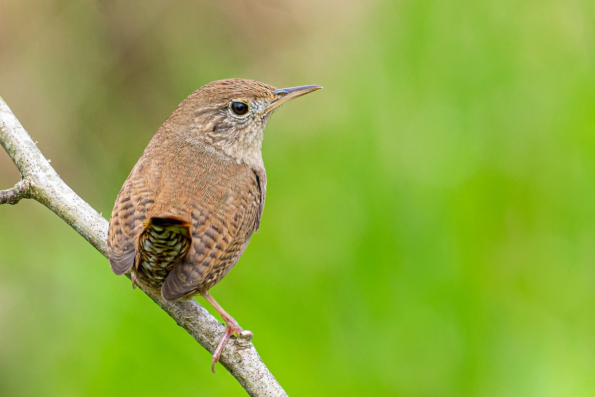Northern House Wren - ML617195621
