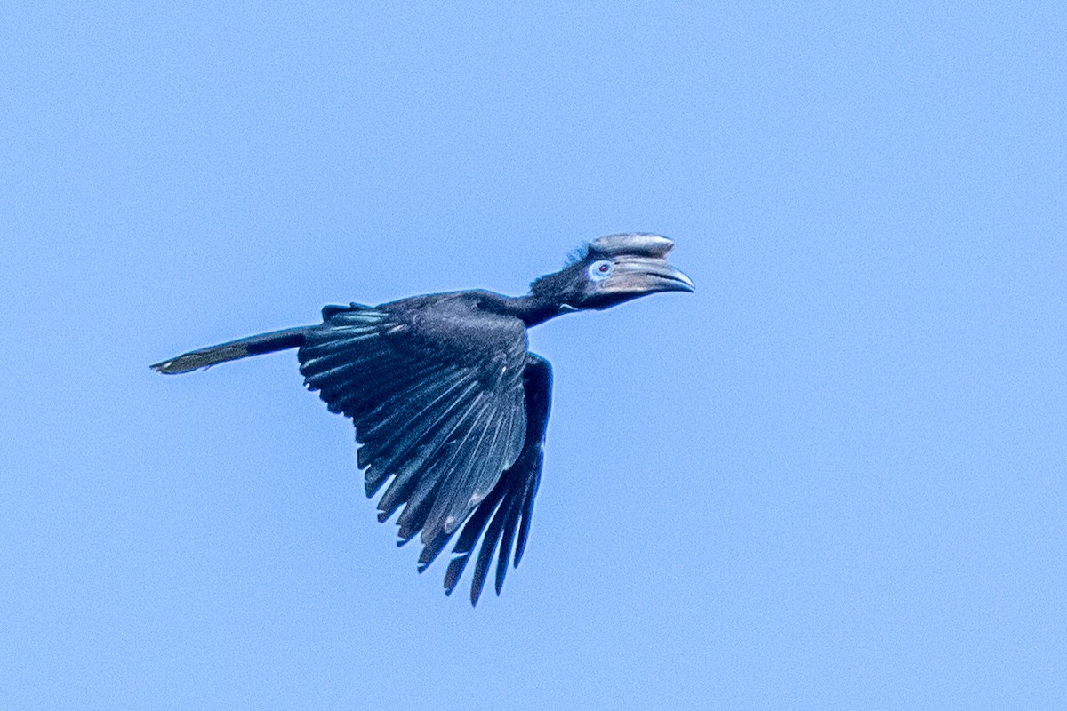 Black-casqued Hornbill - ML617195636