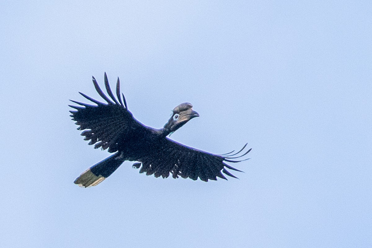 Black-casqued Hornbill - ML617195639