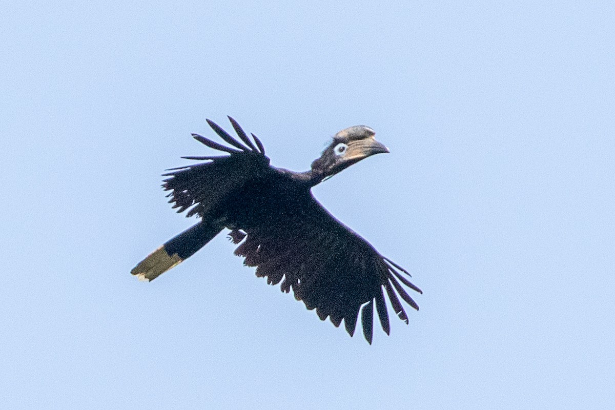 Black-casqued Hornbill - ML617195640