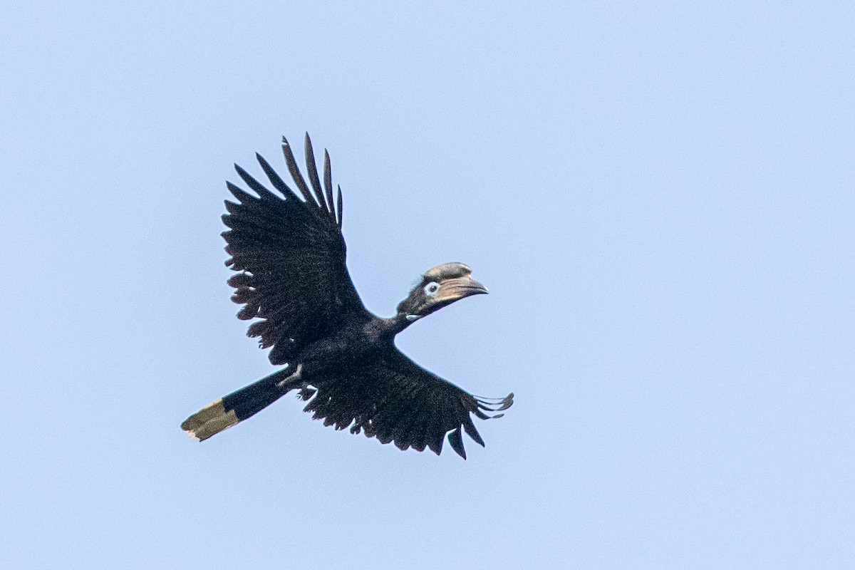 Black-casqued Hornbill - Neil Hayward