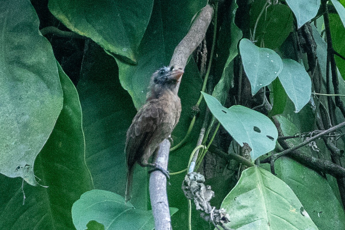 Bristle-nosed Barbet - Neil Hayward