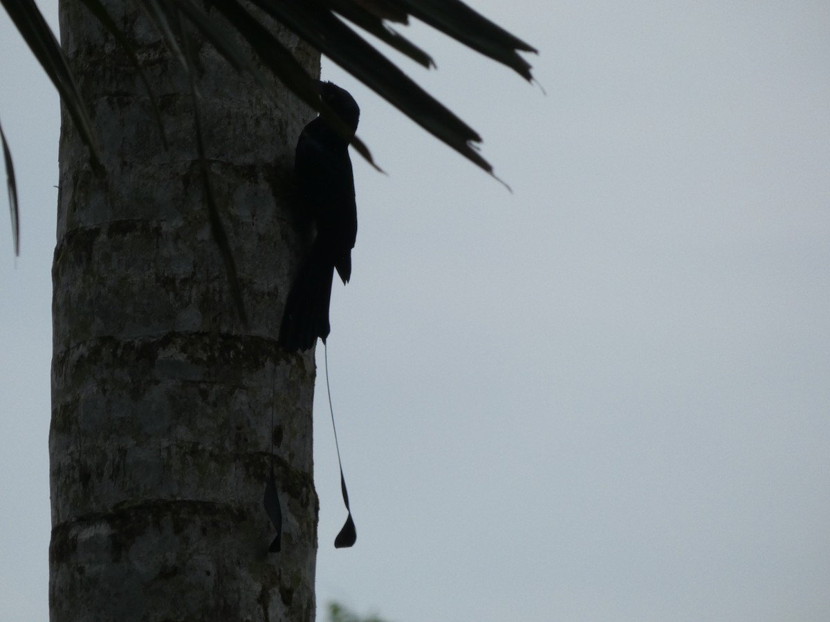 Greater Racket-tailed Drongo - ML617195654
