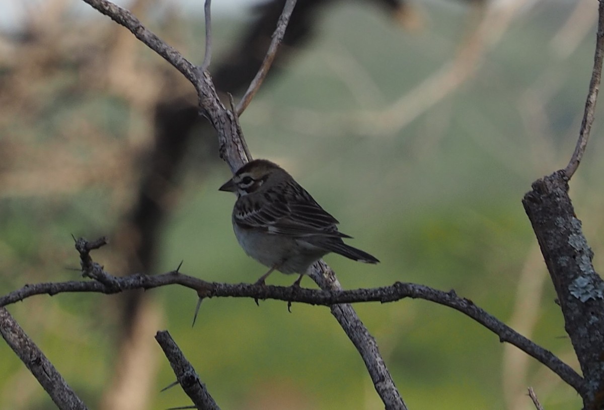 Lark Sparrow - Doray Lendacky