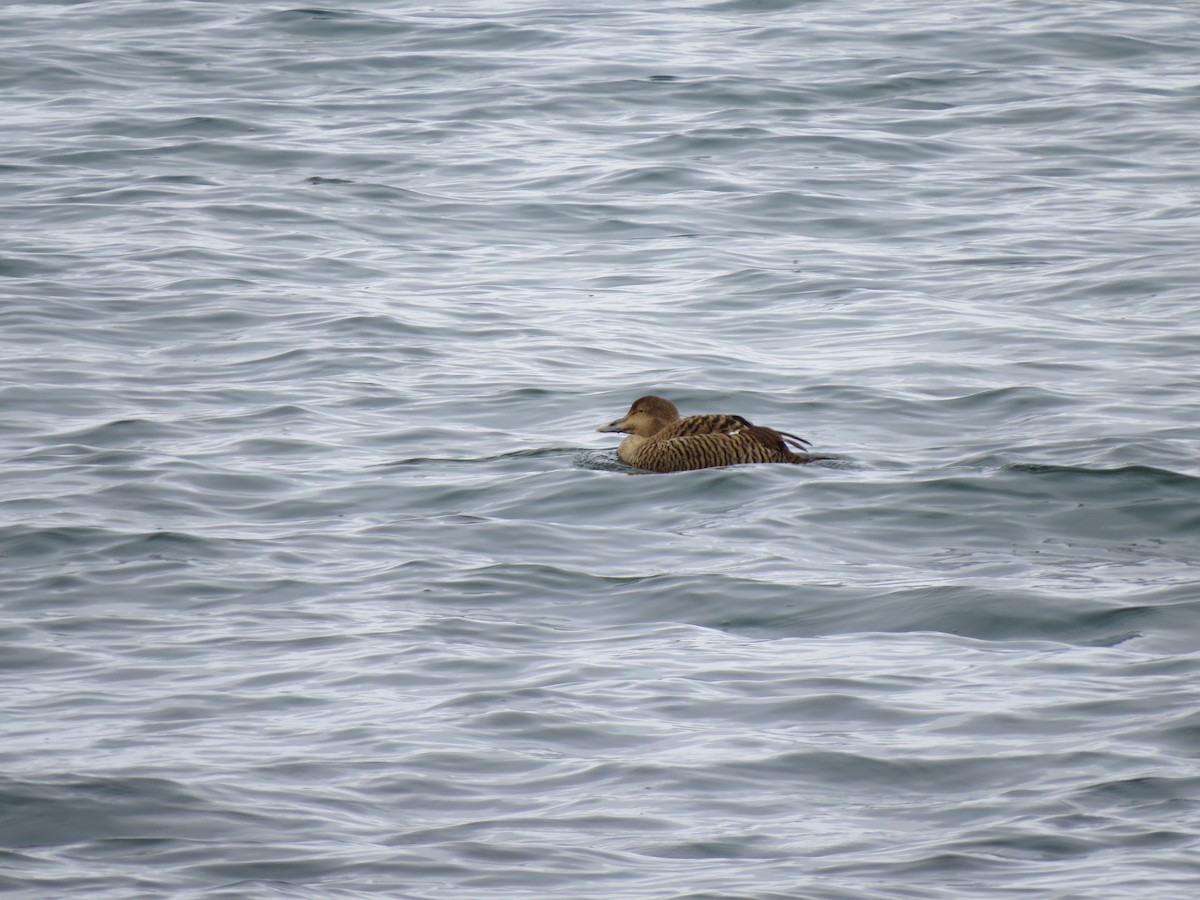 Common Eider - Greg Froude ⛏️