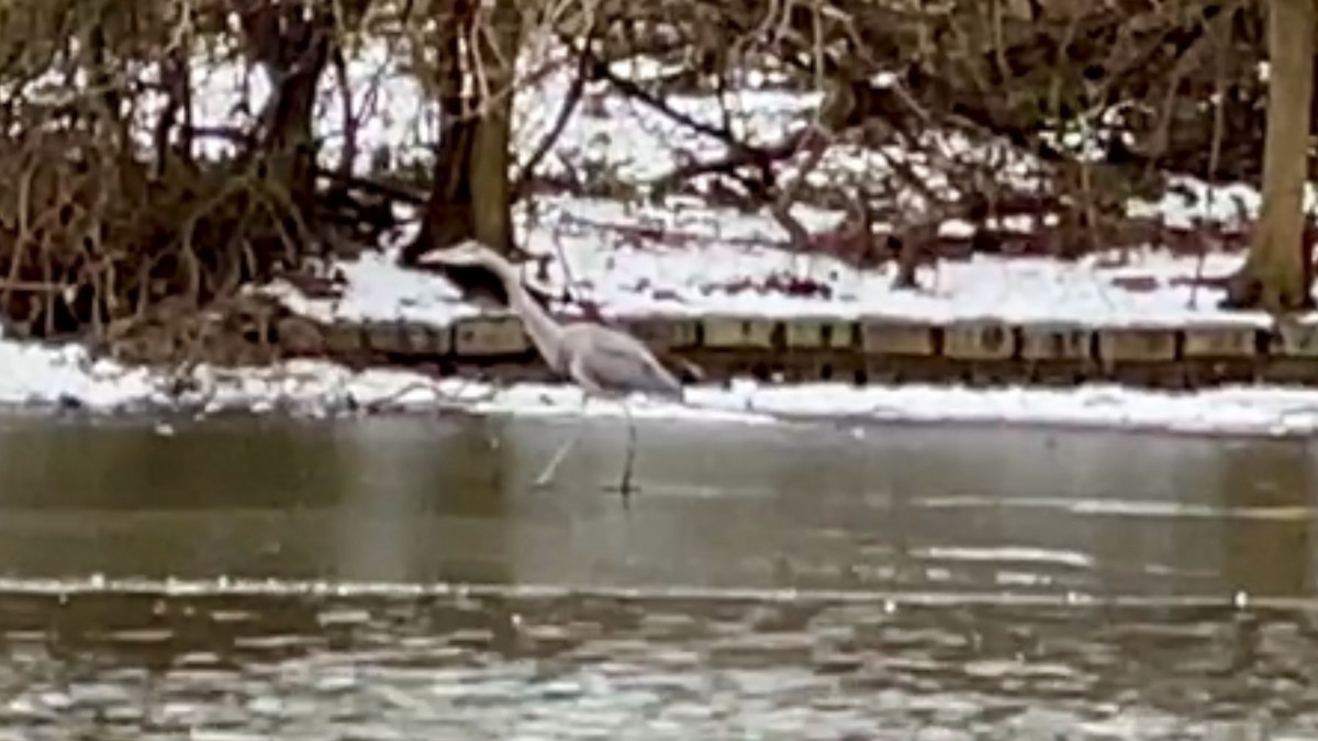 Great Blue Heron - ML617195661