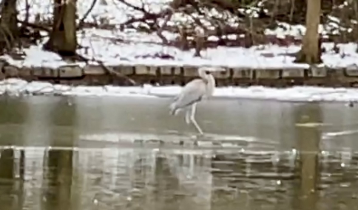 Great Blue Heron - ML617195662