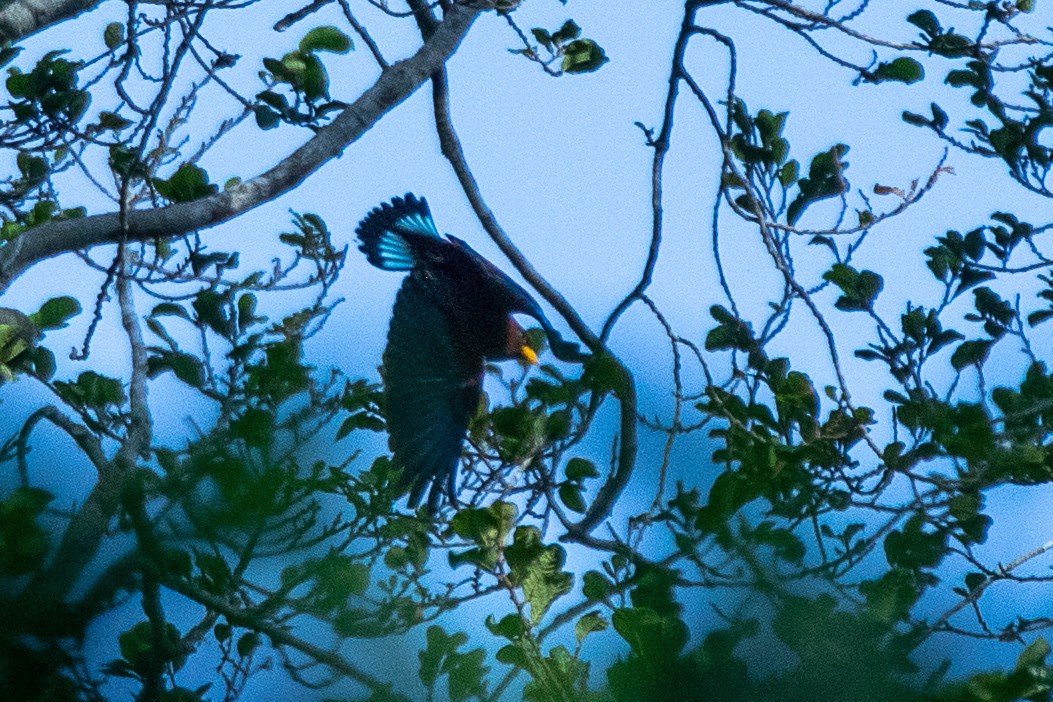 Blue-throated Roller - Neil Hayward