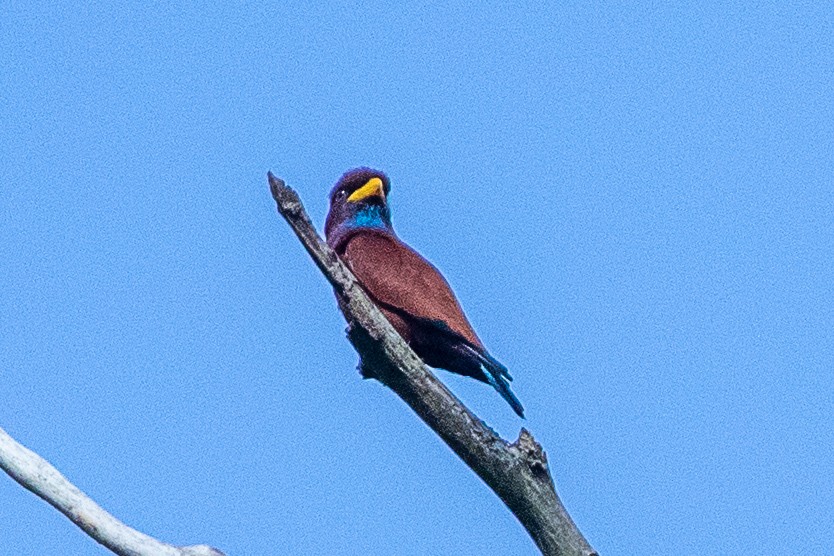 Blue-throated Roller - ML617195664