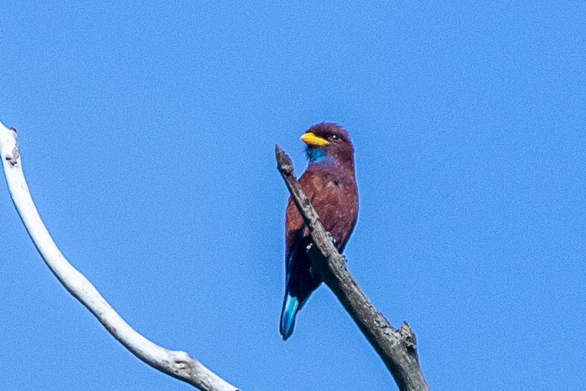 Blue-throated Roller - ML617195666