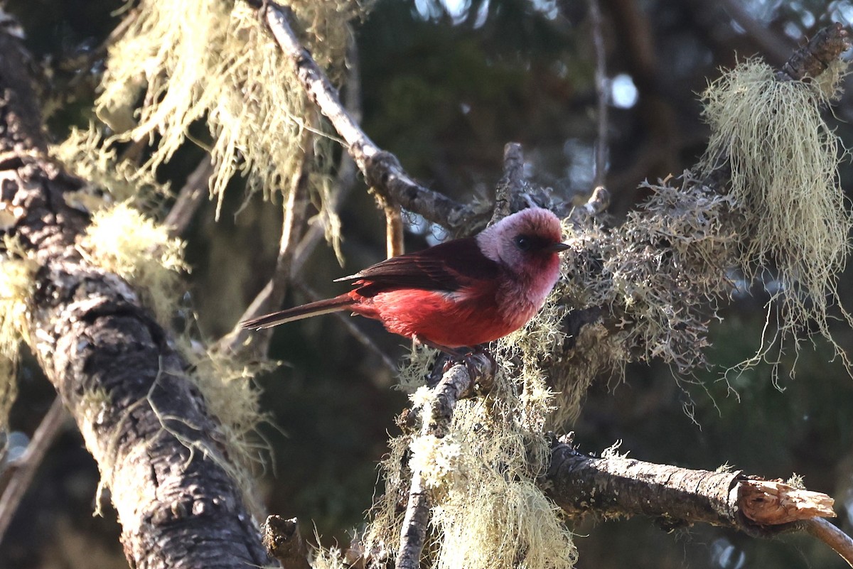 Pink-headed Warbler - ML617195680