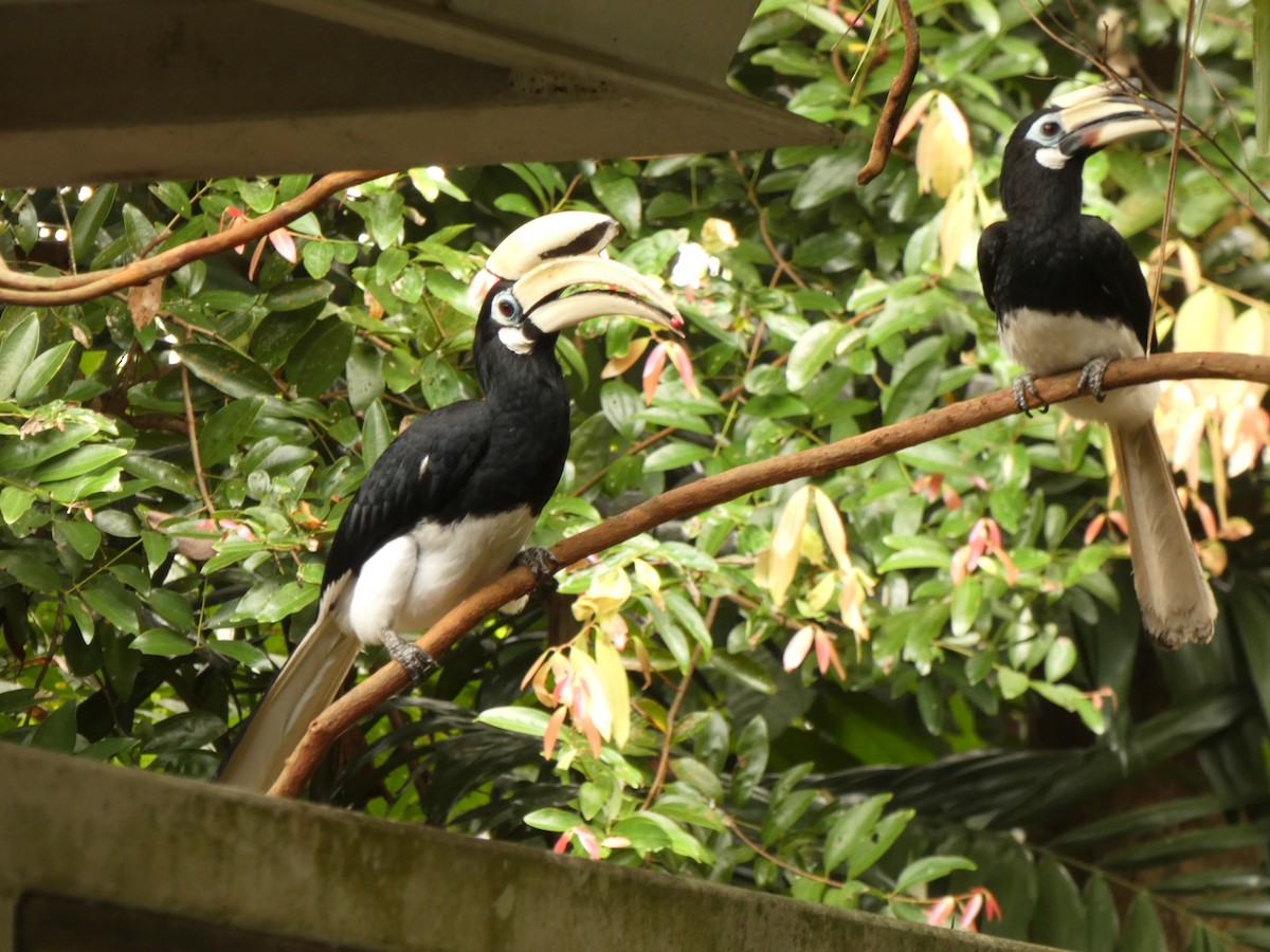 Oriental Pied-Hornbill - ML617195696