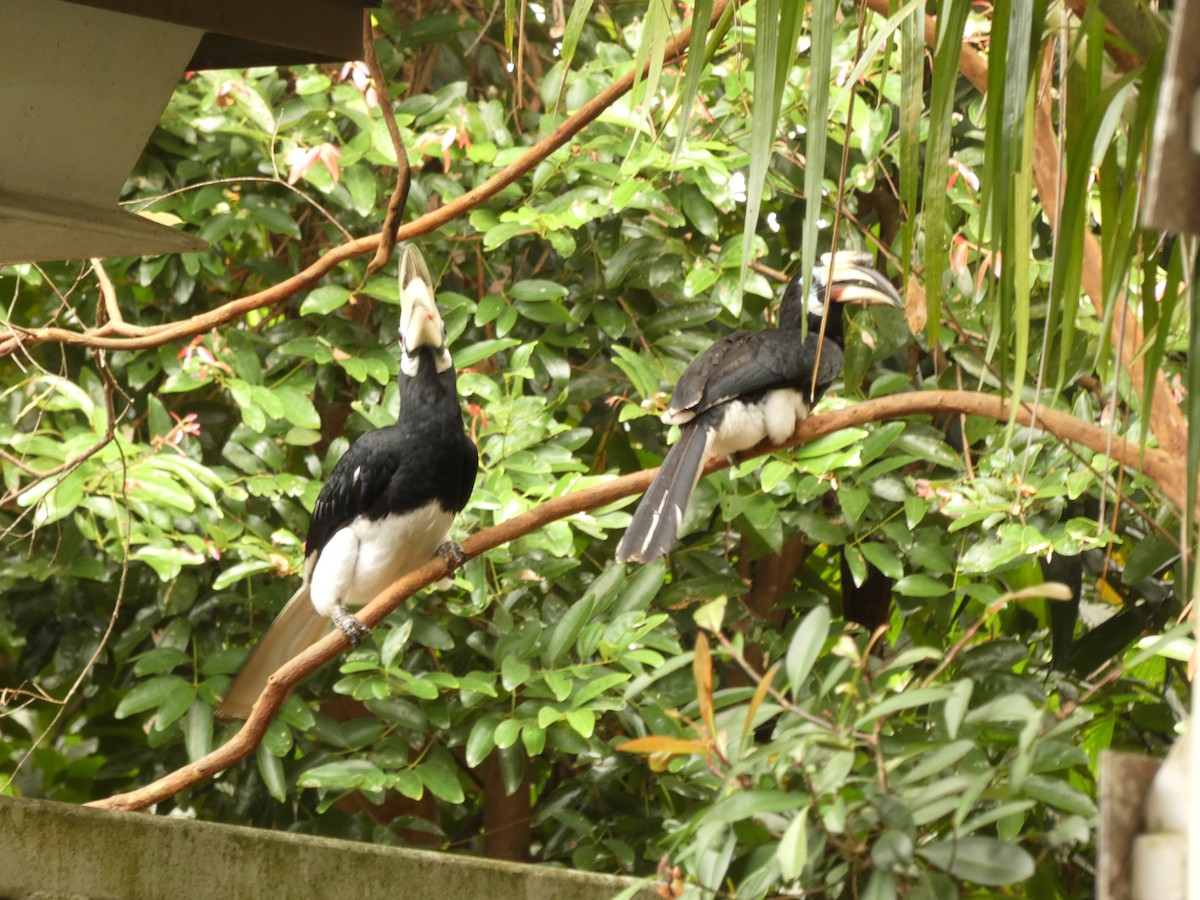 Oriental Pied-Hornbill - ML617195697