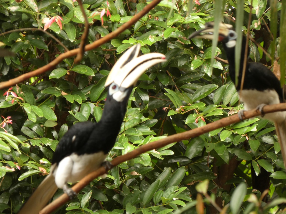 Oriental Pied-Hornbill - ML617195698