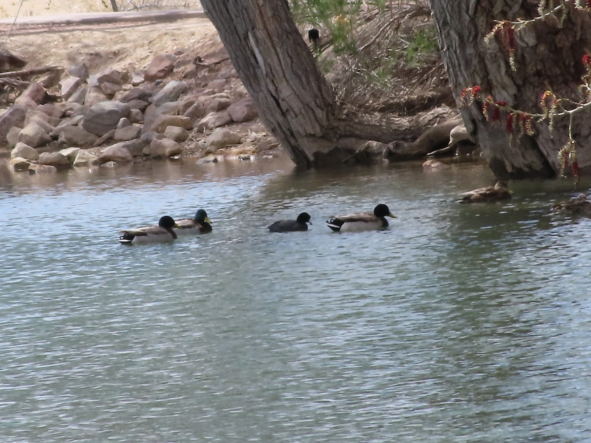 American Coot - ML617195703