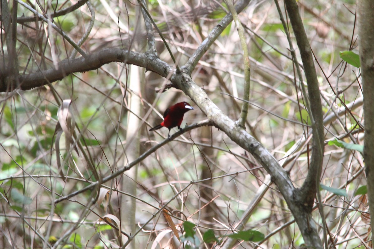 Crimson-backed Tanager - Paul 🐈🔭🦜 Rodríguez @elpuma