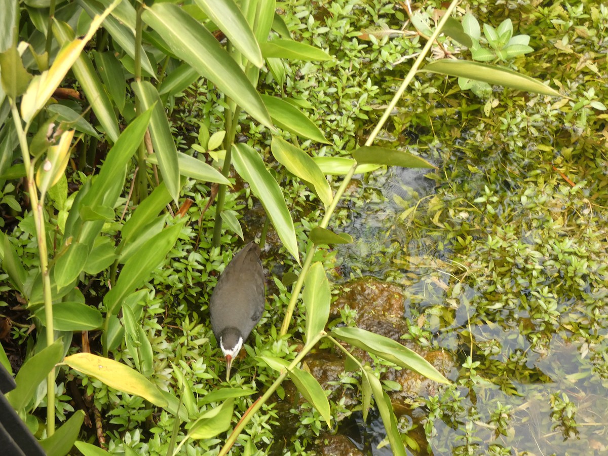 White-breasted Waterhen - ML617195747