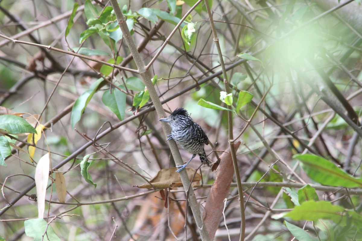 Barred Antshrike - Paul 🐈🔭🦜 Rodríguez @elpuma