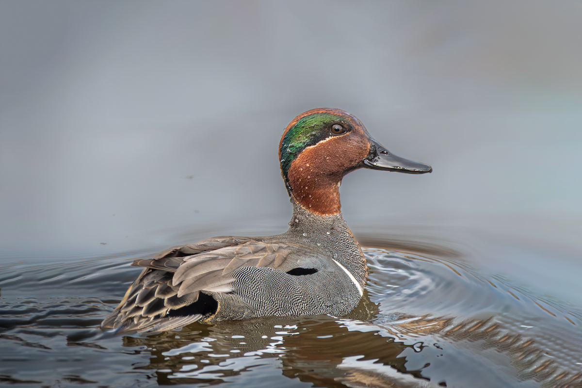 Green-winged Teal - ML617195811