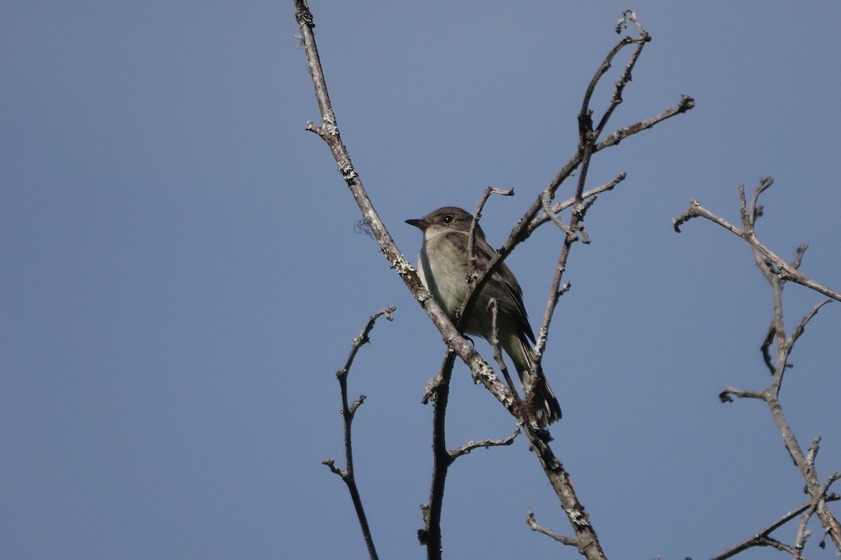 Willow Flycatcher - ML617195834