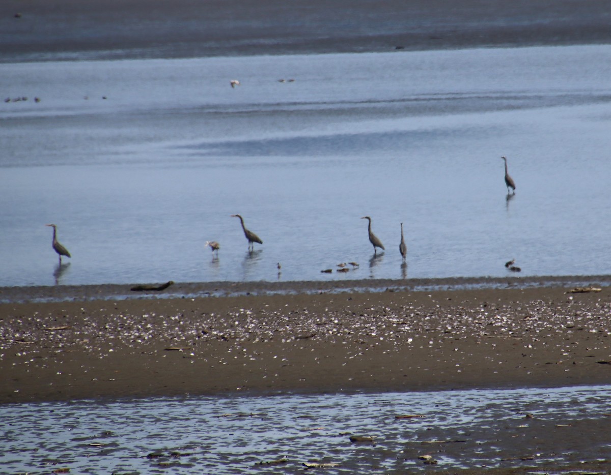 Great Blue Heron - ML617195841