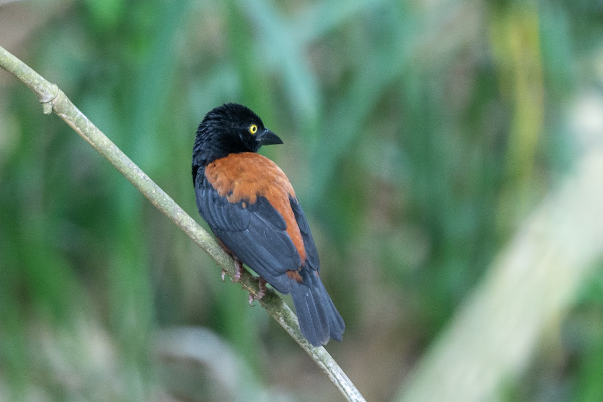 Chestnut-and-black Weaver - ML617195869