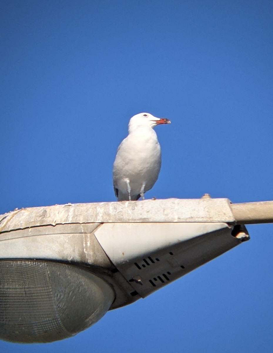 Audouin's Gull - ML617195871