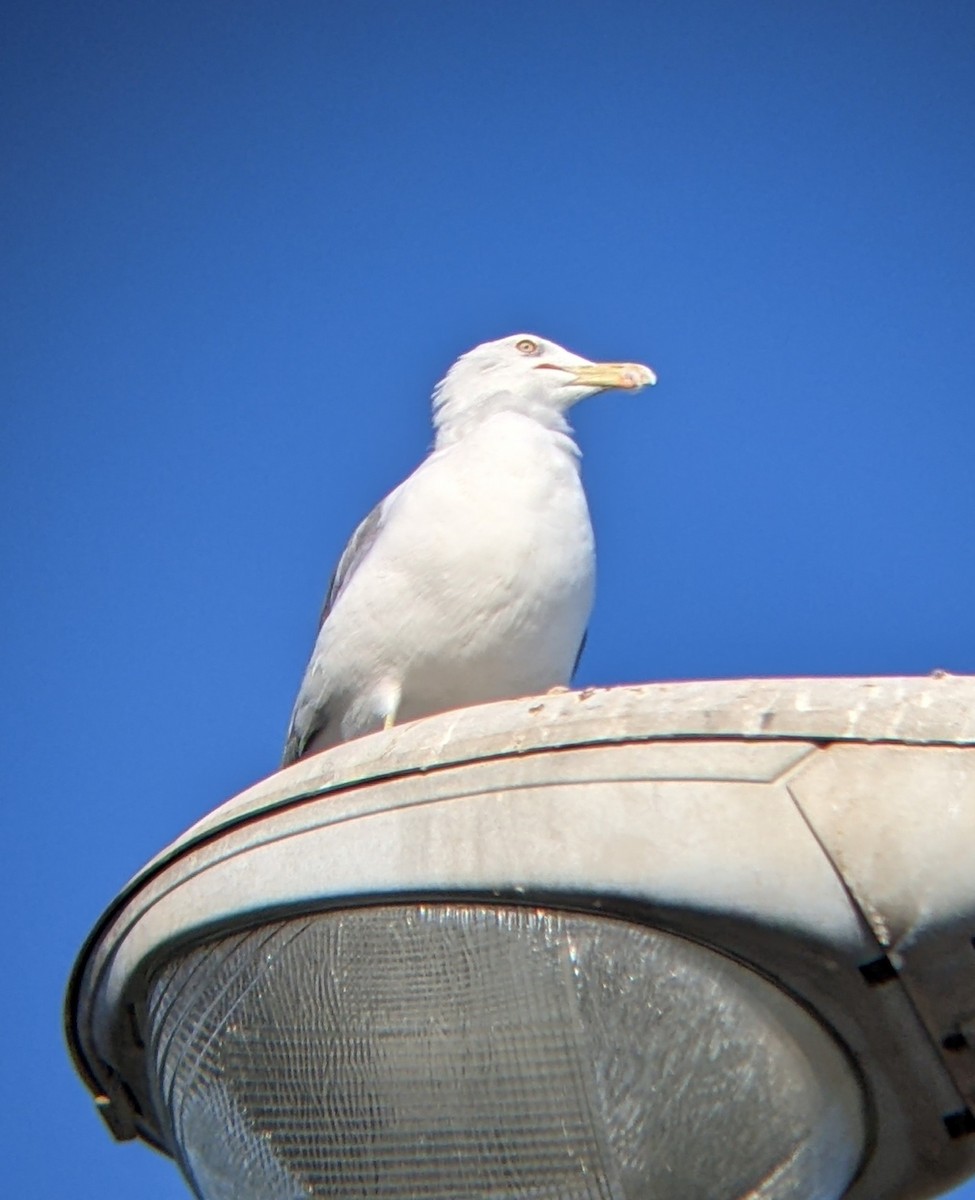 Yellow-legged Gull - Bemma Watson Hernandez