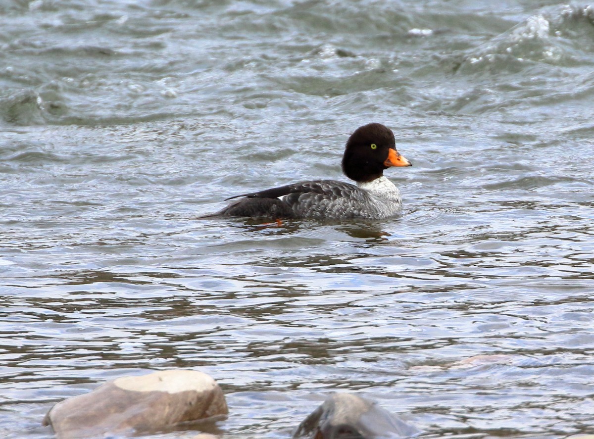 Barrow's Goldeneye - Sneed Collard