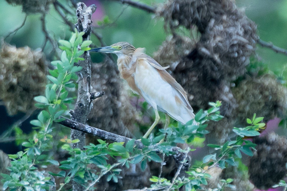 Squacco Heron - ML617195881