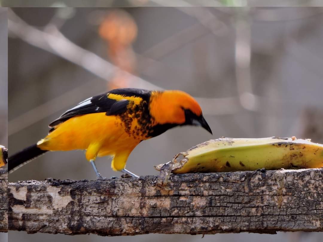 Spot-breasted Oriole - ML617195897