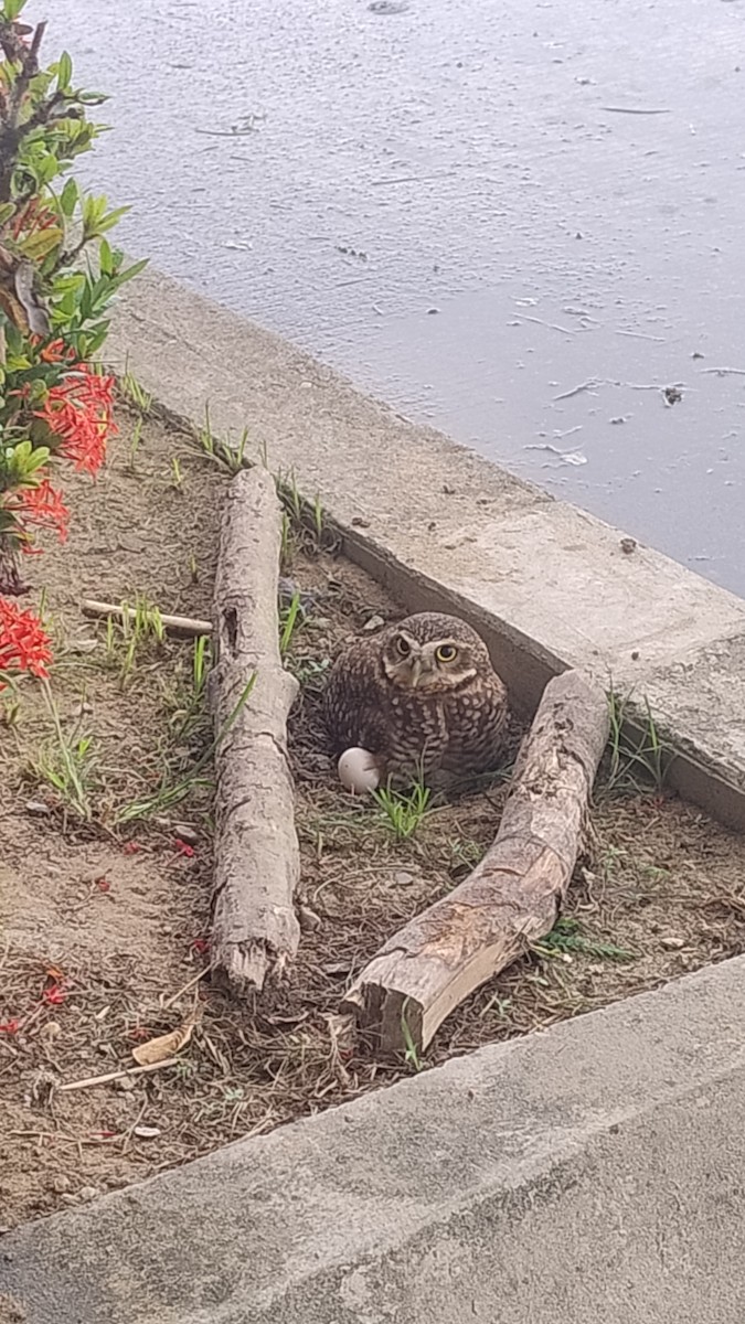 Burrowing Owl - ML617195901