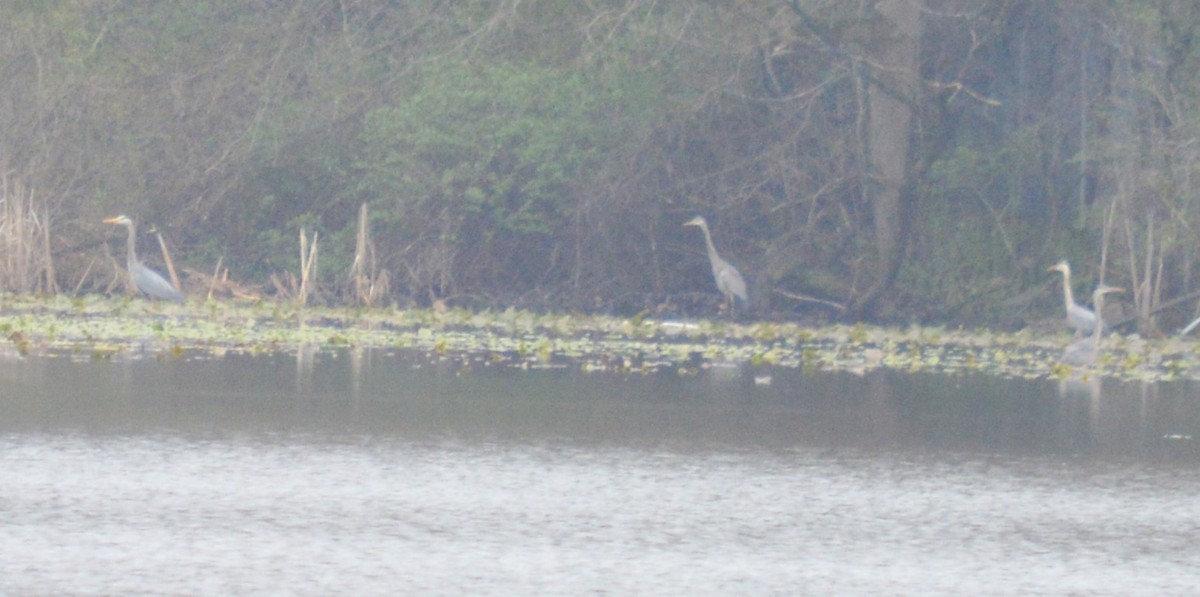 Great Blue Heron - ML617195931