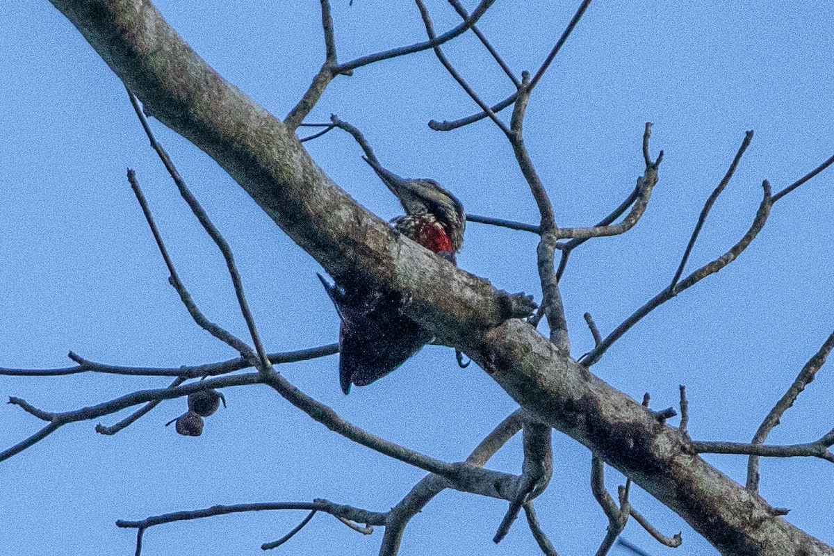 Fire-bellied Woodpecker - ML617195951