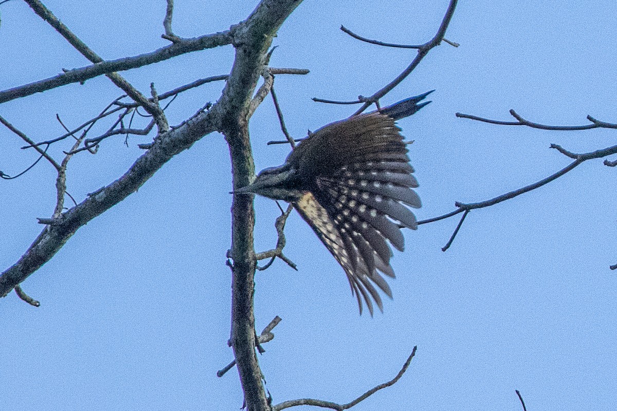 Fire-bellied Woodpecker - ML617195952