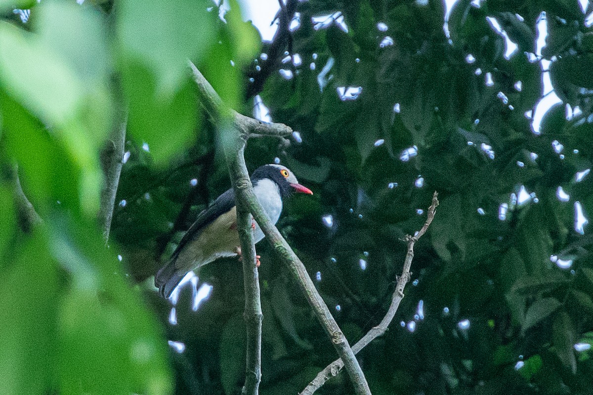 Red-billed Helmetshrike - Neil Hayward