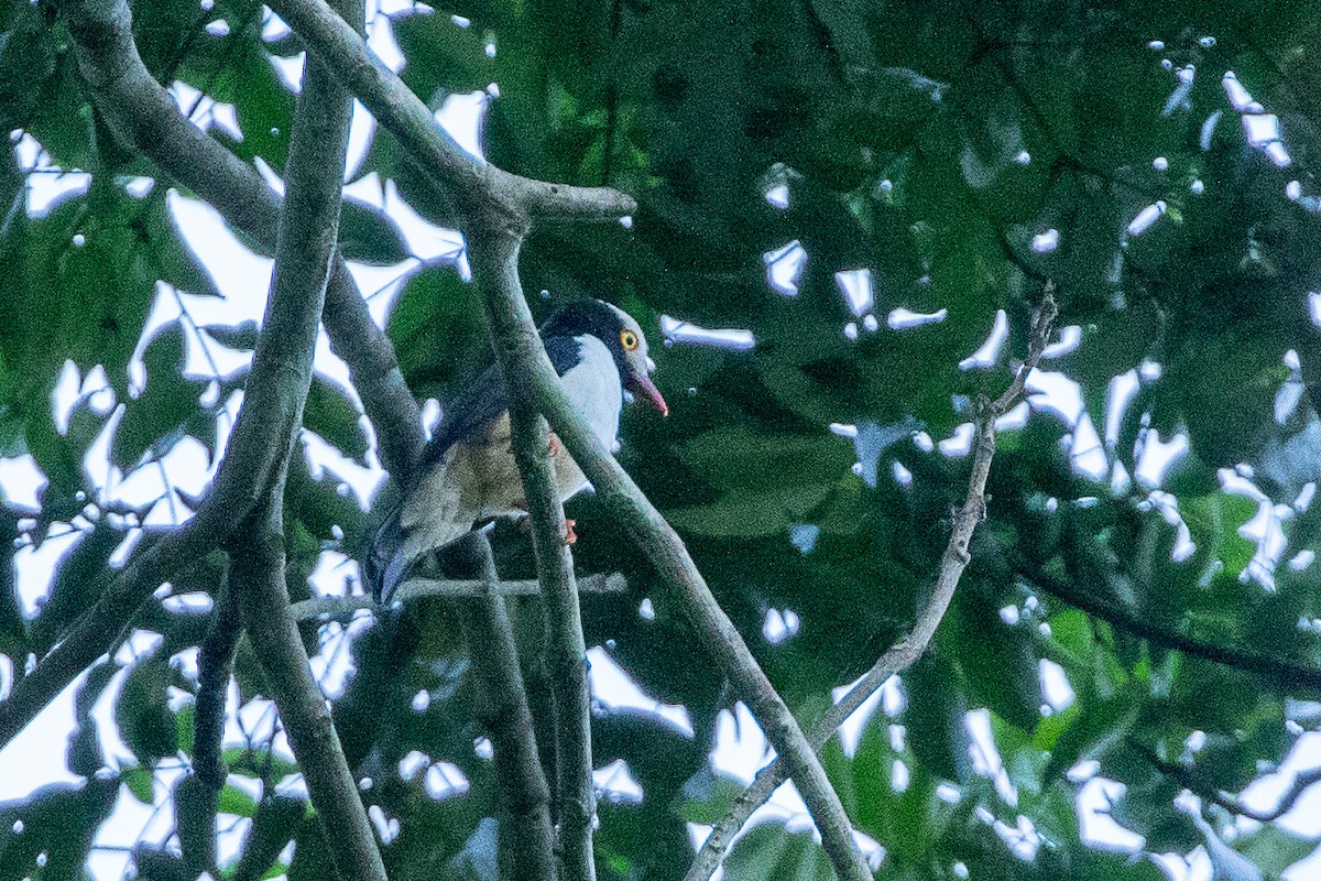 Red-billed Helmetshrike - ML617195998