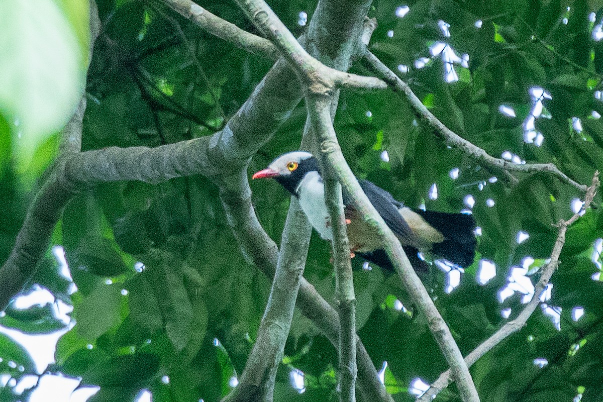 Red-billed Helmetshrike - ML617195999