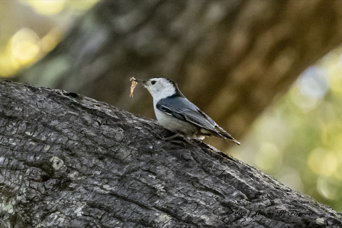 White-breasted Nuthatch - ML617196004