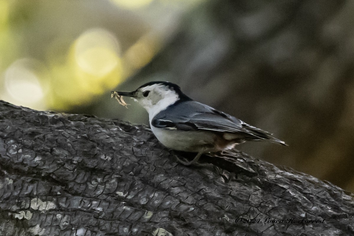 White-breasted Nuthatch - ML617196005