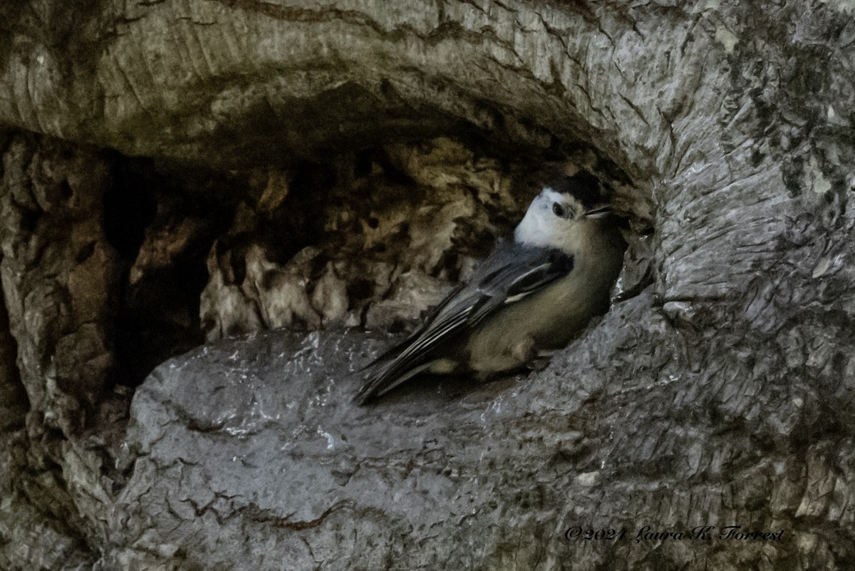 White-breasted Nuthatch - ML617196006