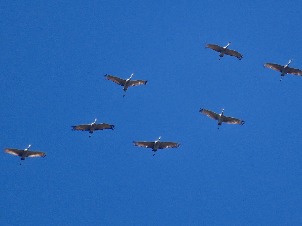 Sandhill Crane - David and Regan Goodyear