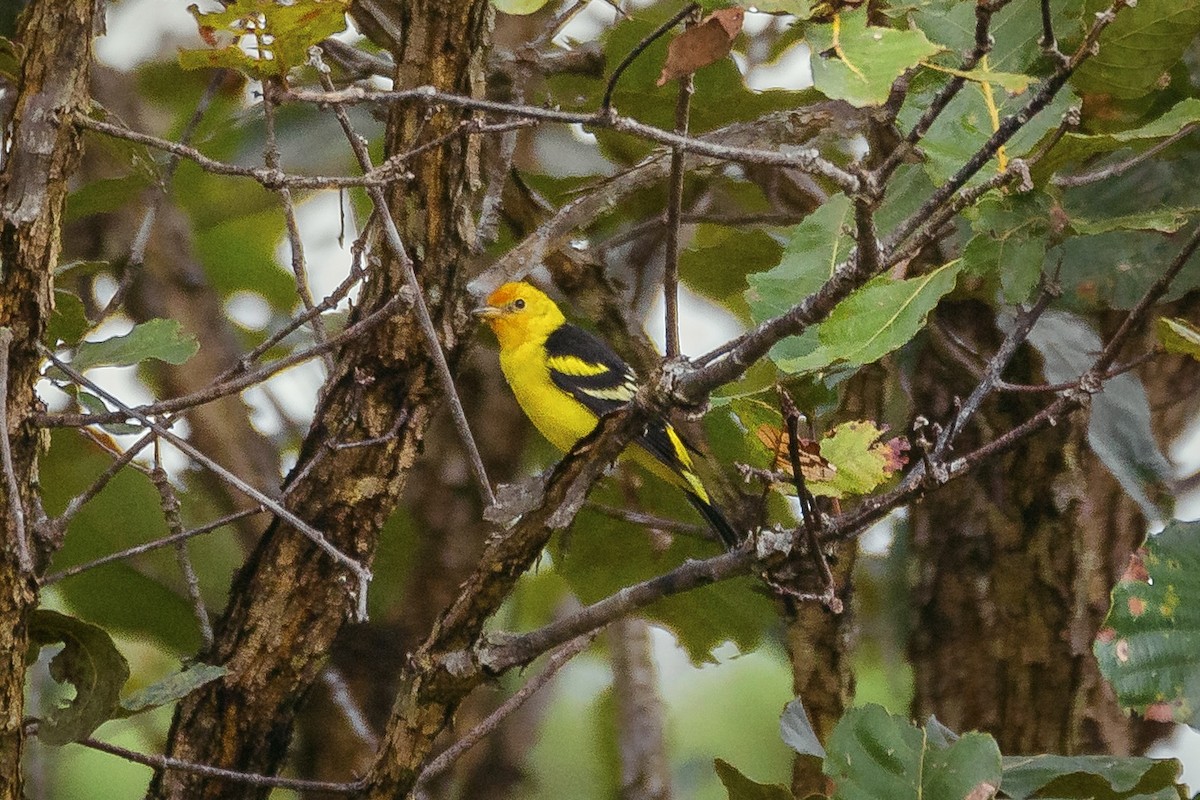 Western Tanager - ML617196024
