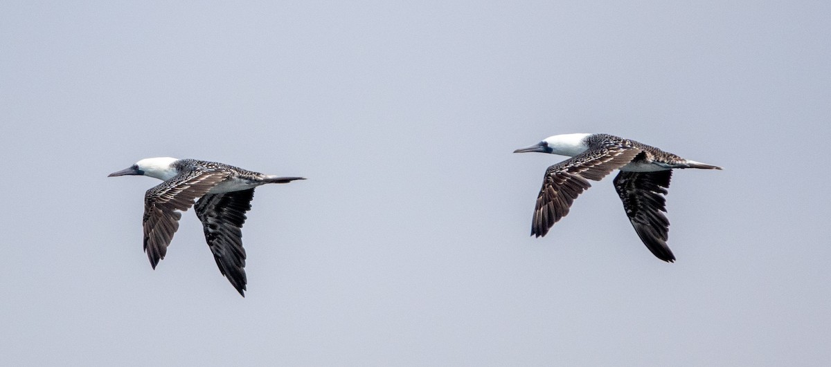 Peruvian Booby - ML617196034