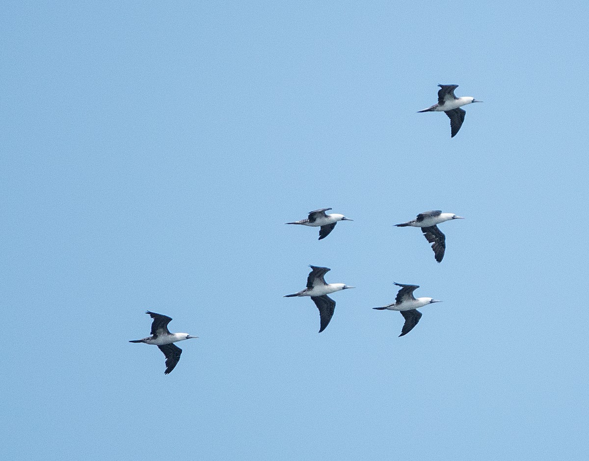 Peruvian Booby - ML617196035