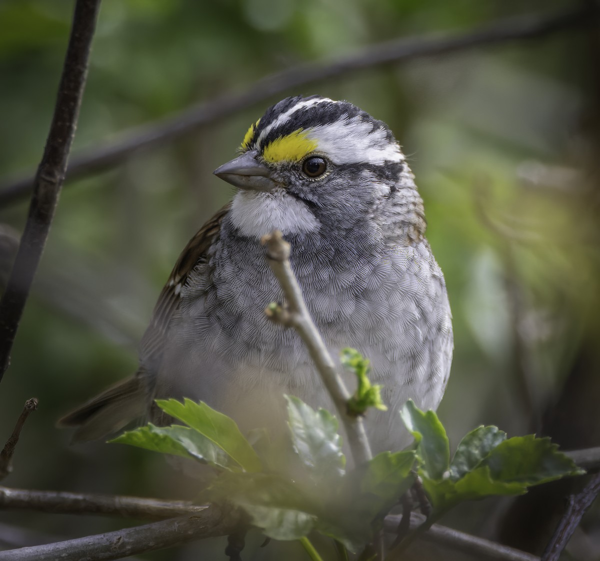 White-throated Sparrow - ML617196102