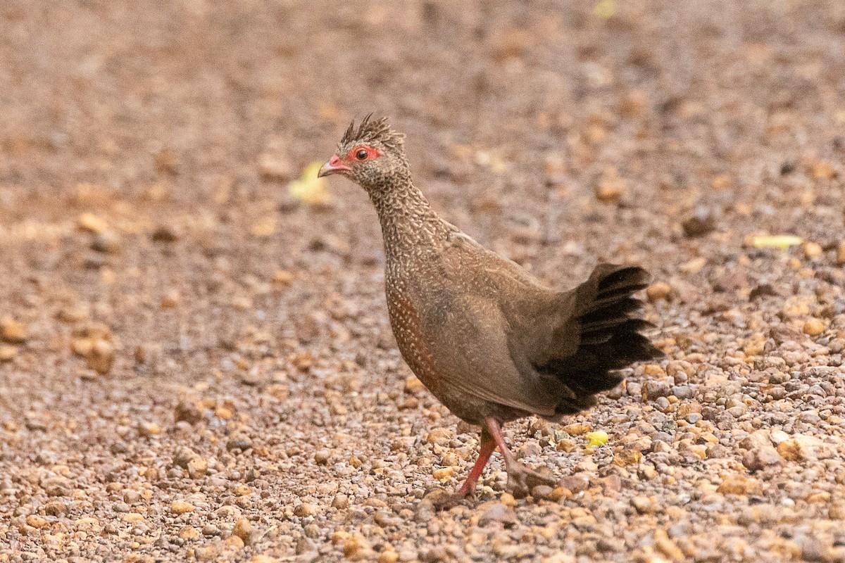 Stone Partridge - ML617196104