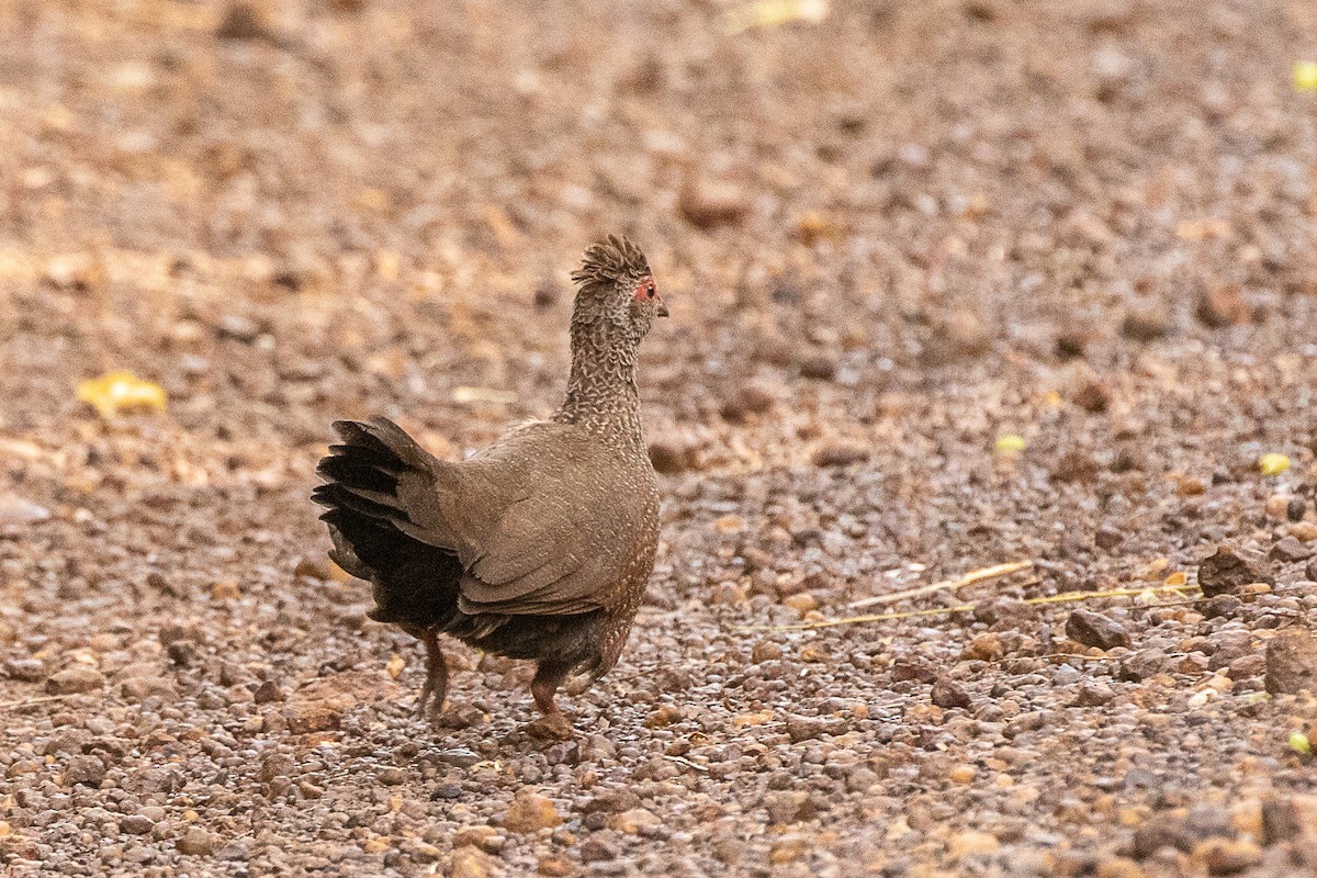 Stone Partridge - Neil Hayward