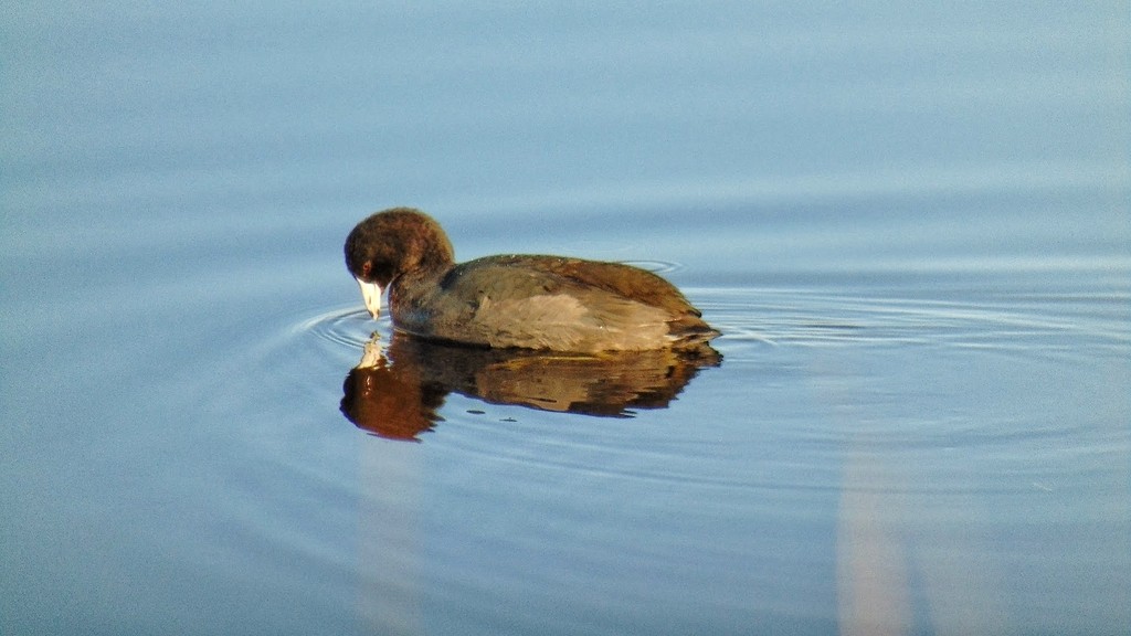 American Coot - J.D. Flores